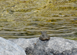 カジカガエル