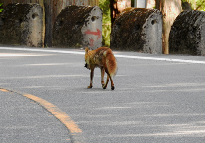 キツネ＿その二