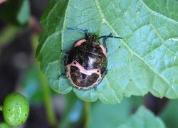 アカスジキンカメムシの幼虫