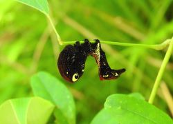 アケビコノハの幼虫