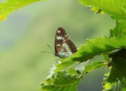 アサマイチモンジ