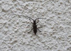 ヒメヒゲナガカミキリ
