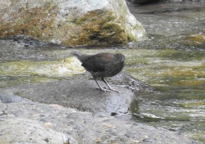 カワガラス＿幼鳥