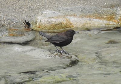 カワガラス＿成鳥