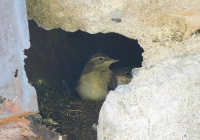 キセキレイ幼鳥＿その一