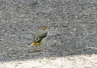 キセキレイ幼鳥＿その二