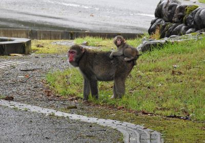 サル＿その一