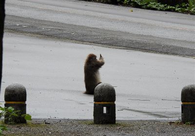 サル＿その三