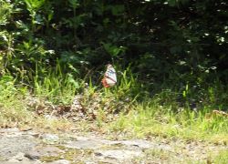 アサギマダラ