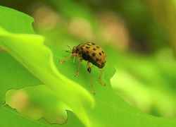 ゴマダラオトシブミ