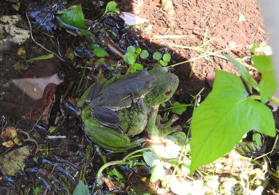 モリアオガエル＿その三