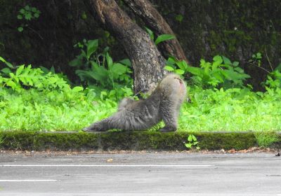 サル＿その二