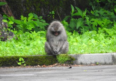 サル＿その四