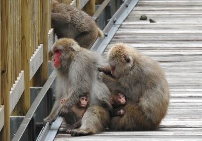 サル＿その五