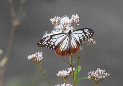 アサギマダラ_その一