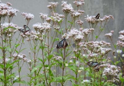 アサギマダラ_その三