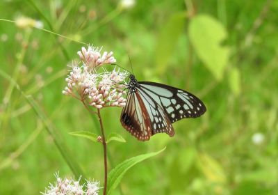 アサギマダラ_その二