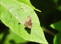 ダイミョウセセリ