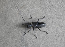 ヒゲナガカミキリ