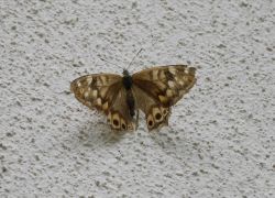 ヒメキマダラヒカゲ