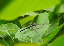ヒメクロサナエ
