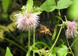 ホシホウジャク