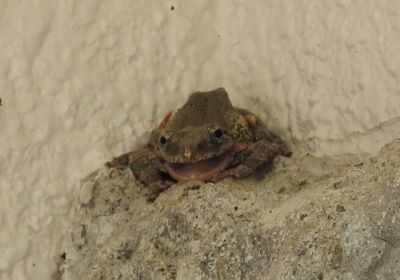 カジカガエル＿その一