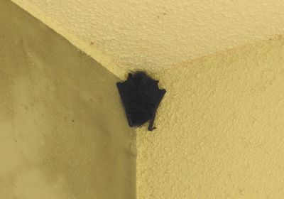 コウモリの仲間＿その二