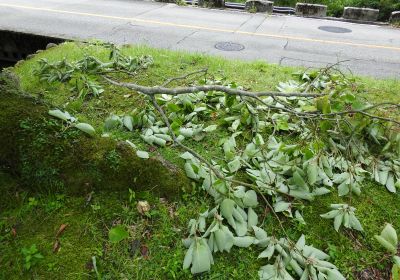 クマの落とした枝