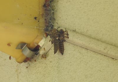 オニヤンマ羽化＿その一