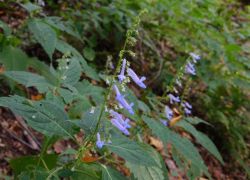 サンインヒキオコシ