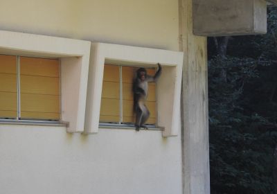 サル