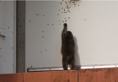 カメムシを食べるサル_その一