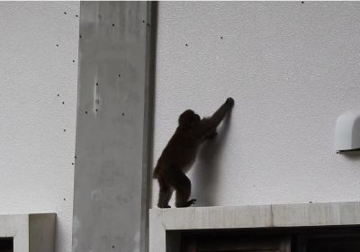 カメムシを食べるサル_その二