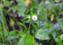 サワアザミ＿白