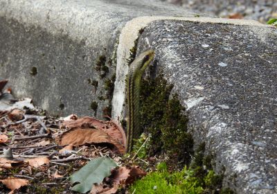 シマヘビ_その二