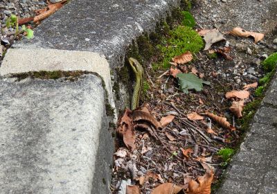 シマヘビ_その三