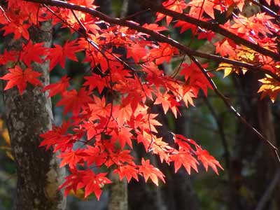 紅葉の季節