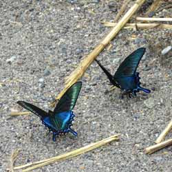 ミヤマカラスアゲハ