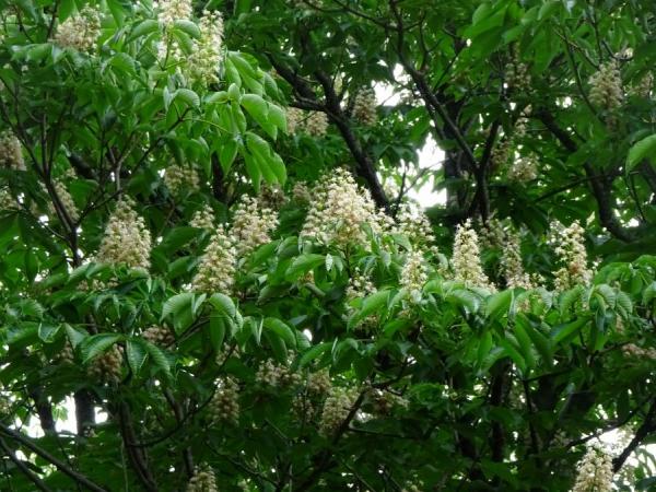 トチノキの花