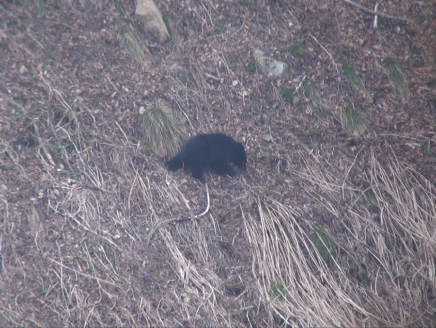 2026年3月29日冬眠明けのツキノワグマ