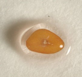 粘液を出したオオバコの種