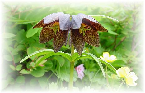 石川県の郷土の花 クロユリ