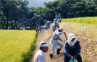 写真  彼岸花などの景観作物の作付け（白山市河原山）