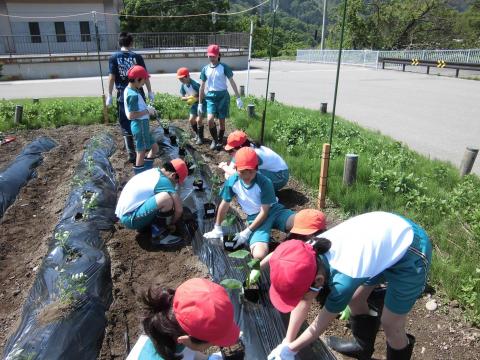 H28白嶺小学校