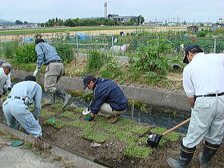 写真  ヒメイワダレソウの植栽状況