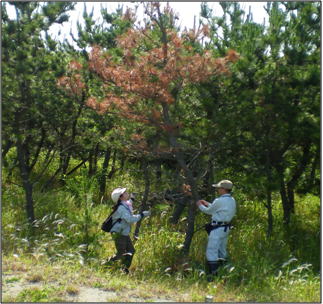 写真  マツクイムシ被害木の調査状況