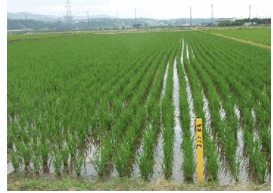 現地晩植栽培圃場（白山市）