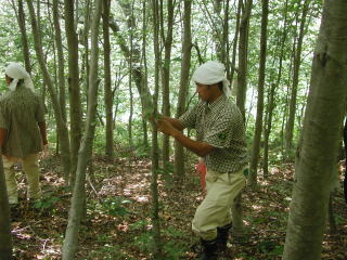 写真  ブナ林除伐作業実習