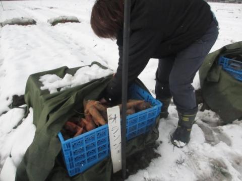 雪下にんじん